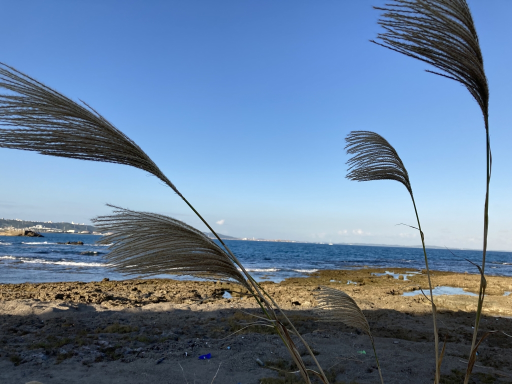 2023年11月15日の記事 | 沖縄 心理カウンセリング~潜在意識紀行