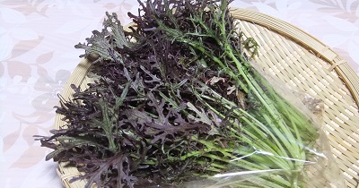 赤からし水菜