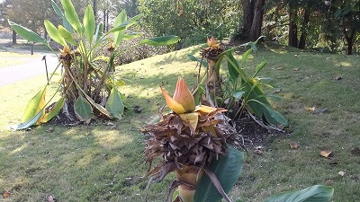 ちょうきれん