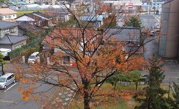 ケヤキ