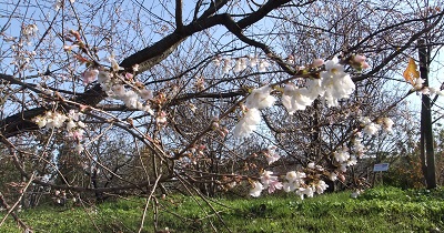 十月桜