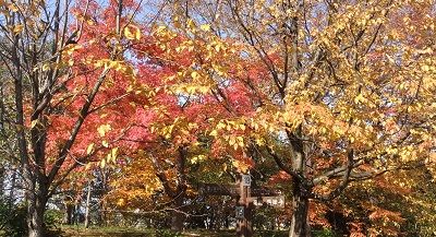 紅葉