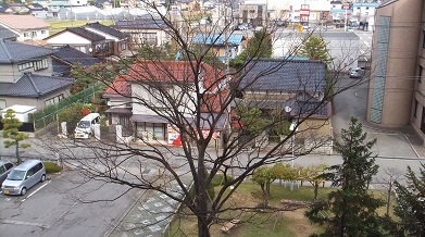 ケヤキ