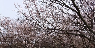サクラ園