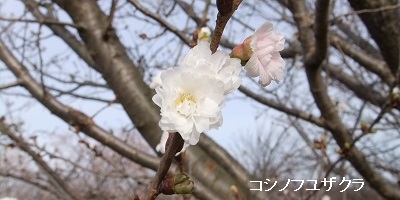 コシノフユザクラ