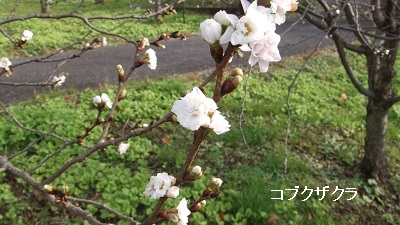 コブクザクラ