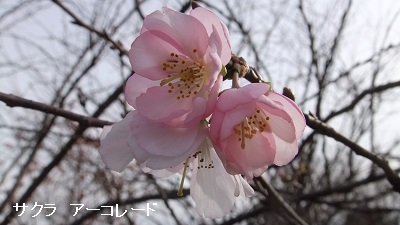 アーコレード