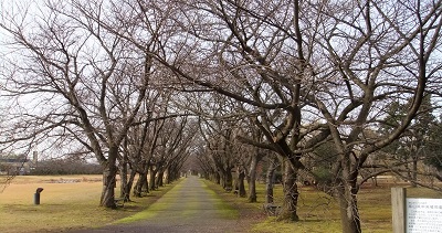 桜並木
