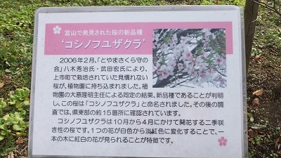 コシノフユザクラ