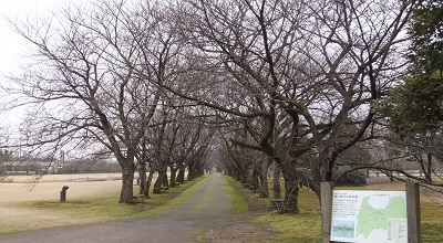 桜並木