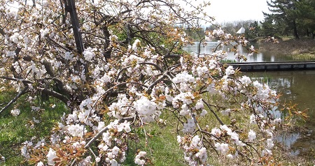 仙台枝垂れ