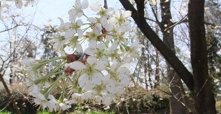 ウンナンザクラ