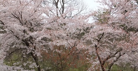 뤫鸫