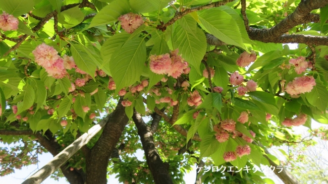 IMG_6336-1000.jpg