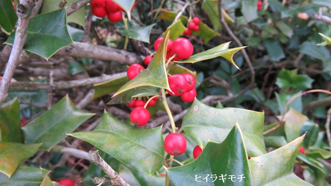 IMG_1887-650.jpg