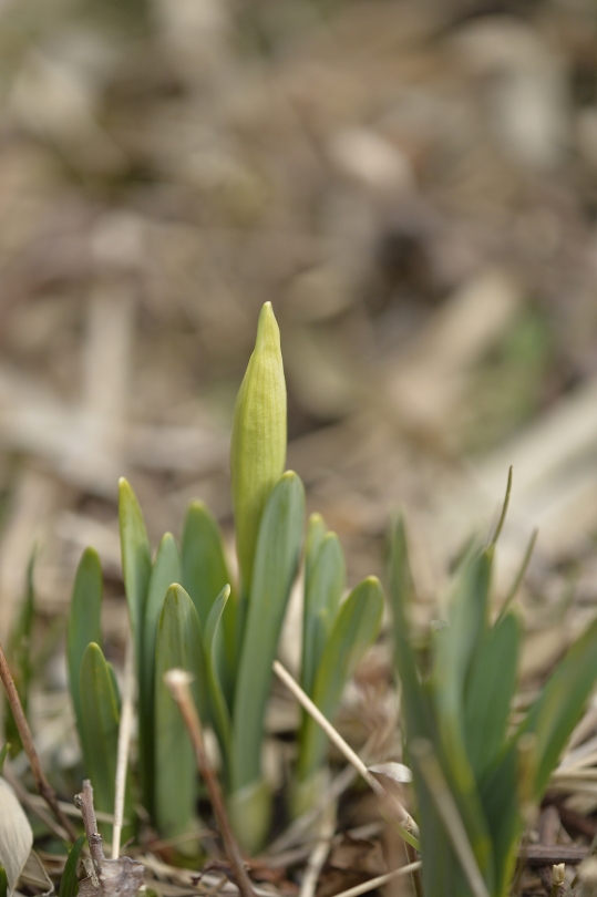 _DSC7273.JPG