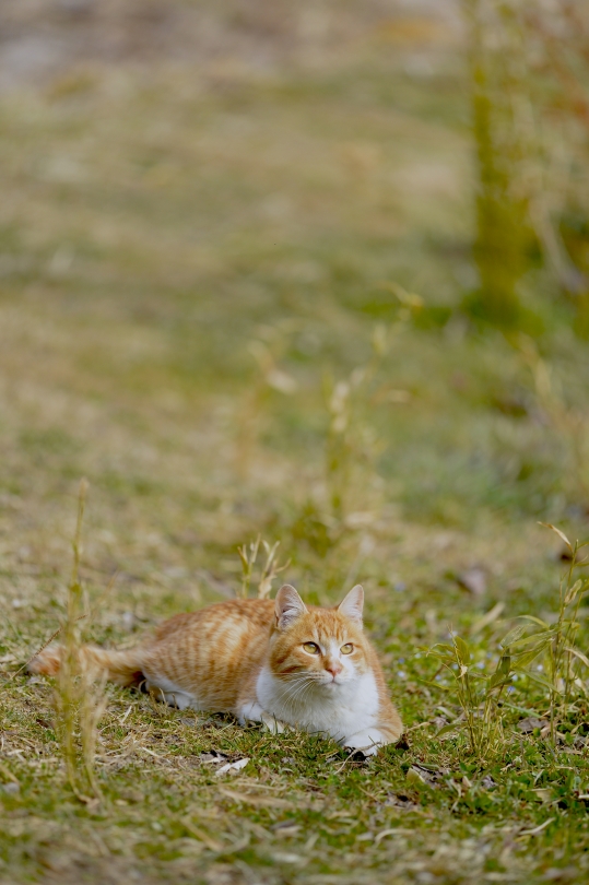 _DSC7234.JPG