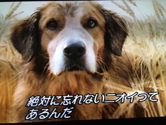 iPhoneImage.png