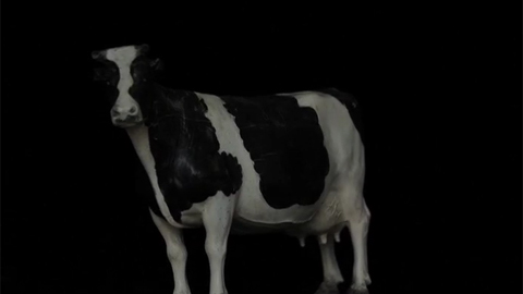 エゾノーのお宝