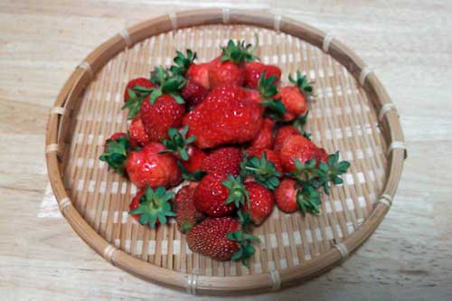 イチゴ菜園