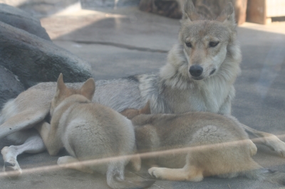 天王寺動物園 オオカミの子供 Alau散歩