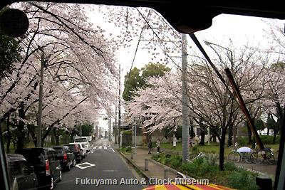 3月31日、名古屋市中川区内の桜並木の街路を進むボンネットバス・日野BA14
