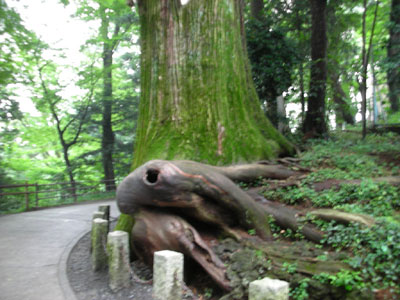 たこ杉