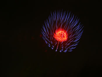 西武園花火大会