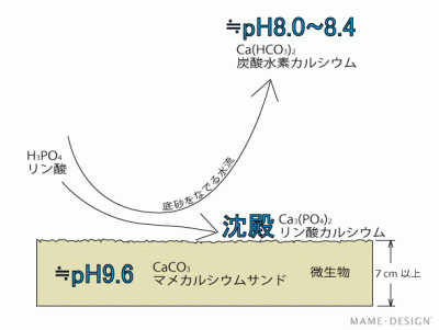 マメカルシウムサンド説明