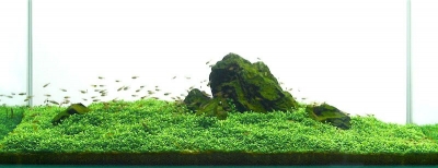 water plant