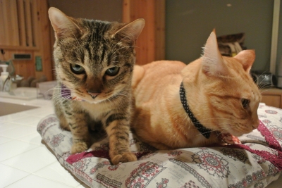 DSC_7598.JPG