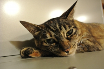 DSC_0294.JPG