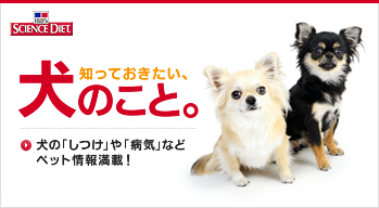 犬のこと