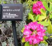 セイヨウシャクナゲ