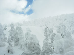 樹氷