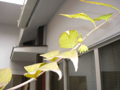 たった1輪だけれど・・・その横に蕾も1つ