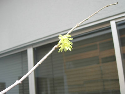 寒風のなか2輪寄り添って