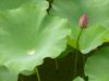 lotus.jpg
