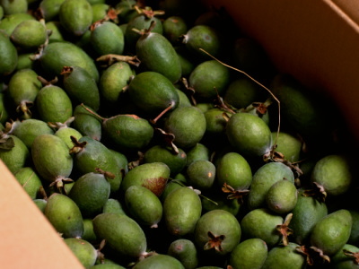 Feijoa02