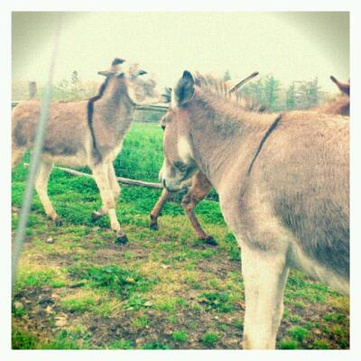 rps20130516_110137.jpg