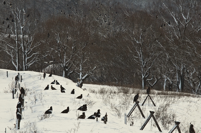 _DSC4209 - コピー.jpg