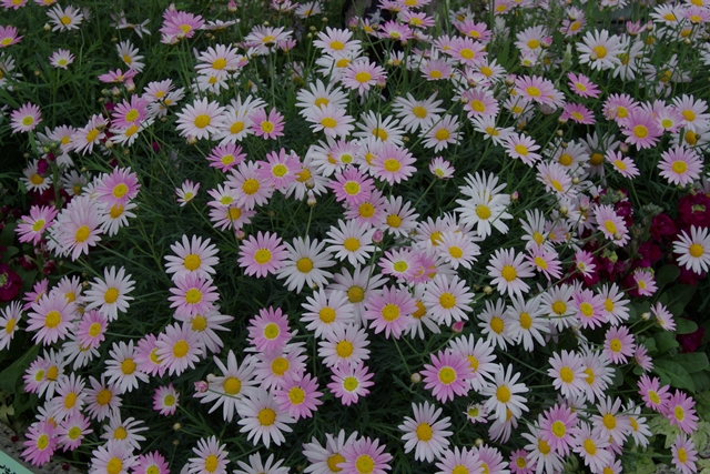 _IGP7731.JPG