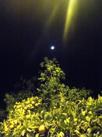 orenge jagaranda moon
