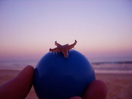 star fish