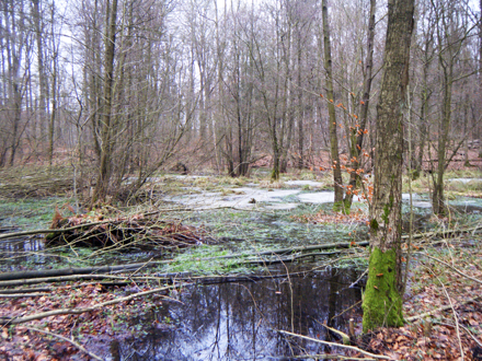 HH wald