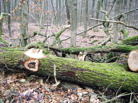 HH wald4