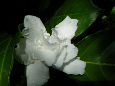 アカシアの花