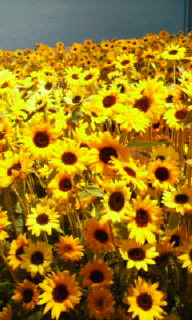 20080514184929.jpg