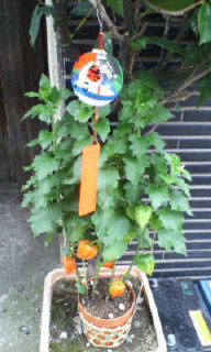 20080715174806.jpg