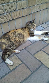 20080719124104.jpg
